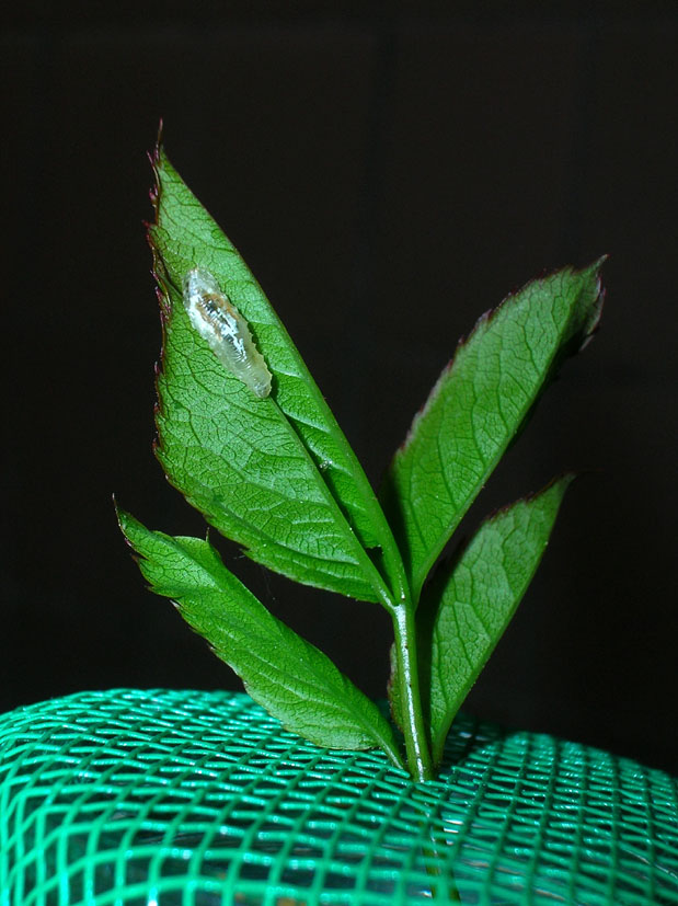 Larva cacciatrice di Episyrphus balteatus